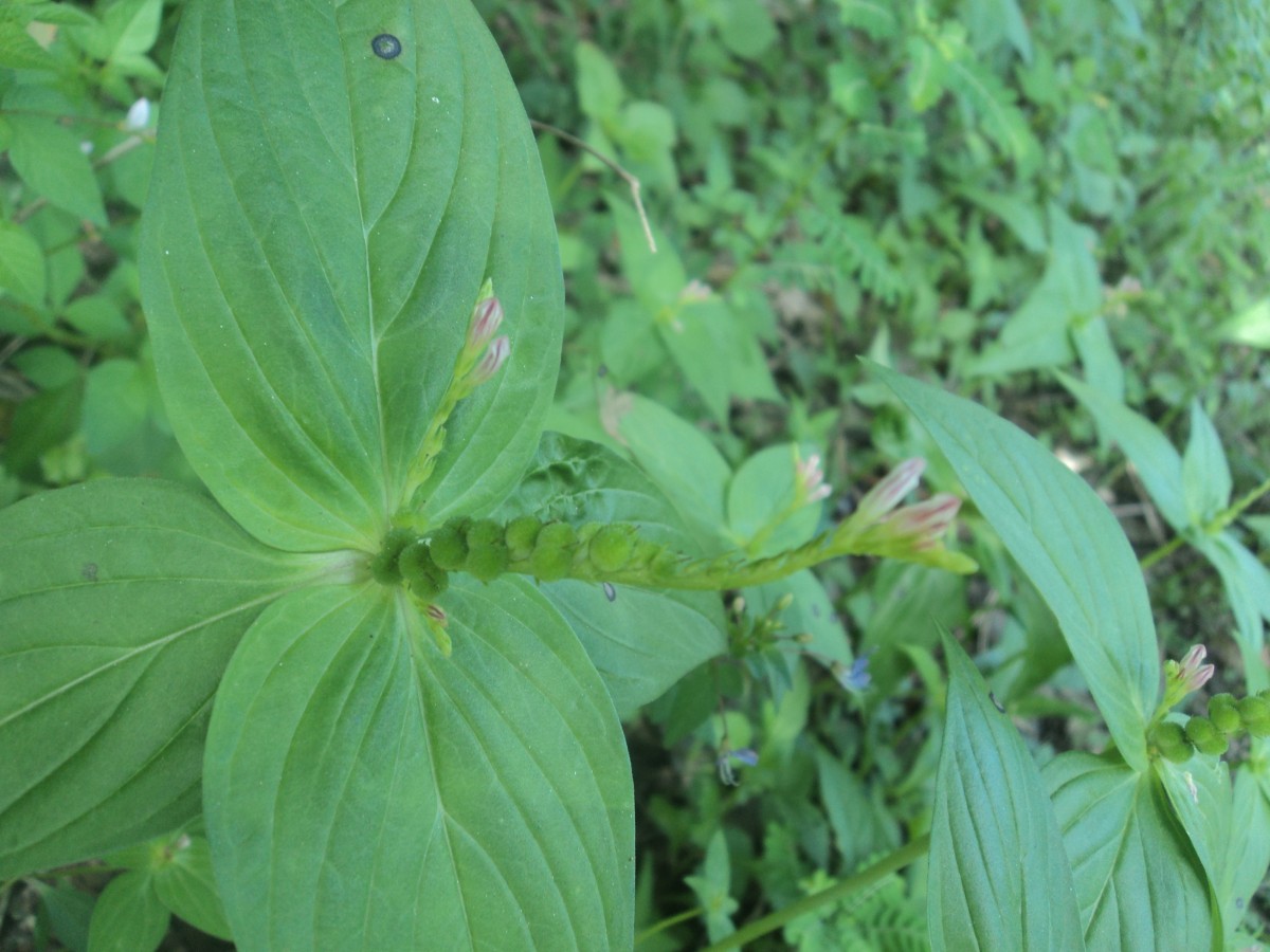 Spigelia anthelmia L.